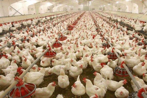 خرید تضمینی بیش از هزار تن مرغ مازاد واحدهای تولیدی