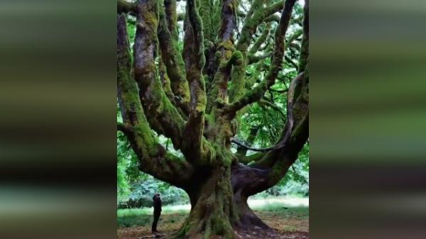 درختی عجیب و زیبا در پارک ملی المپیک