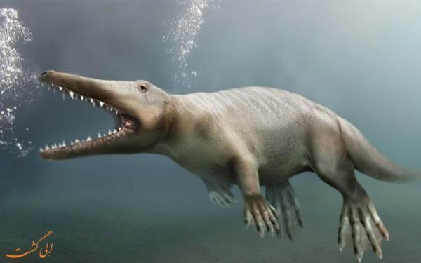 مقاله: کشف فسیل 43 میلیون ساله یک نهنگ چهارپا!
