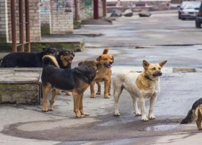 سگ های ولگرد گلوی کودک 4 ساله را پاره کردند
