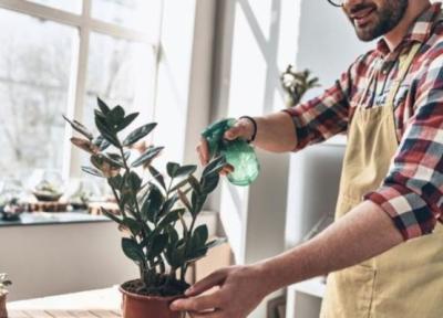 6 راه چاره ساده برای از بین بردن پشه گلدان خانگی
