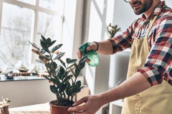 6 راه چاره ساده برای از بین بردن پشه گلدان خانگی