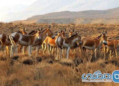 منطقه حفاظت شده کالمند بهادران یکی از دیدنی های استان یزد به شمار می رود