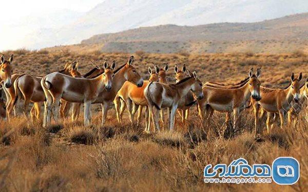 منطقه حفاظت شده کالمند بهادران یکی از دیدنی های استان یزد به شمار می رود